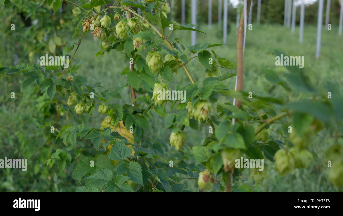 Beer hops illustration hi-res stock photography and images - Alamy