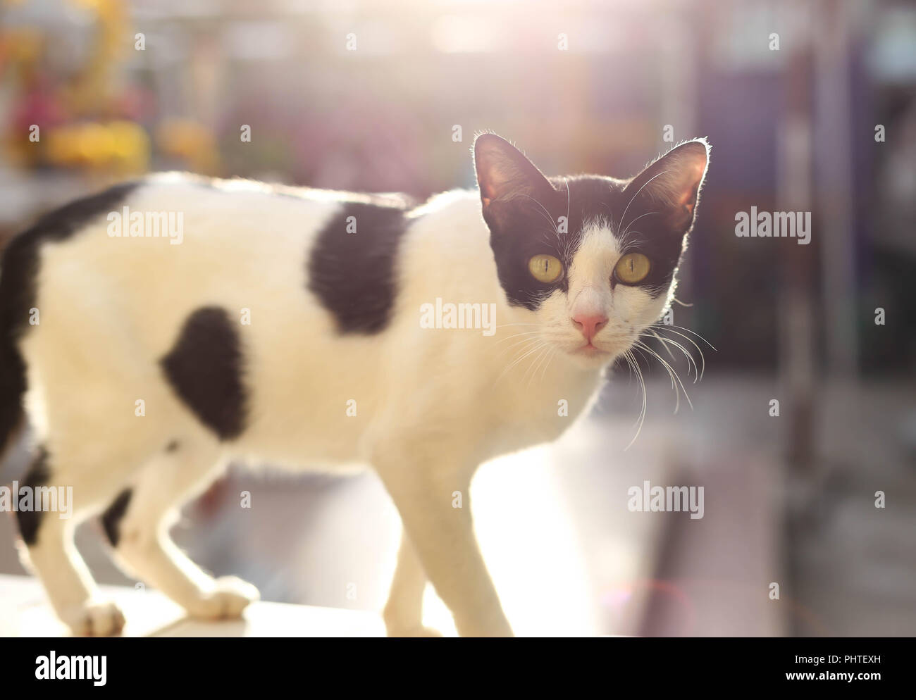 Cat standing on a fence with the nature sunlight Stock Photo - Alamy