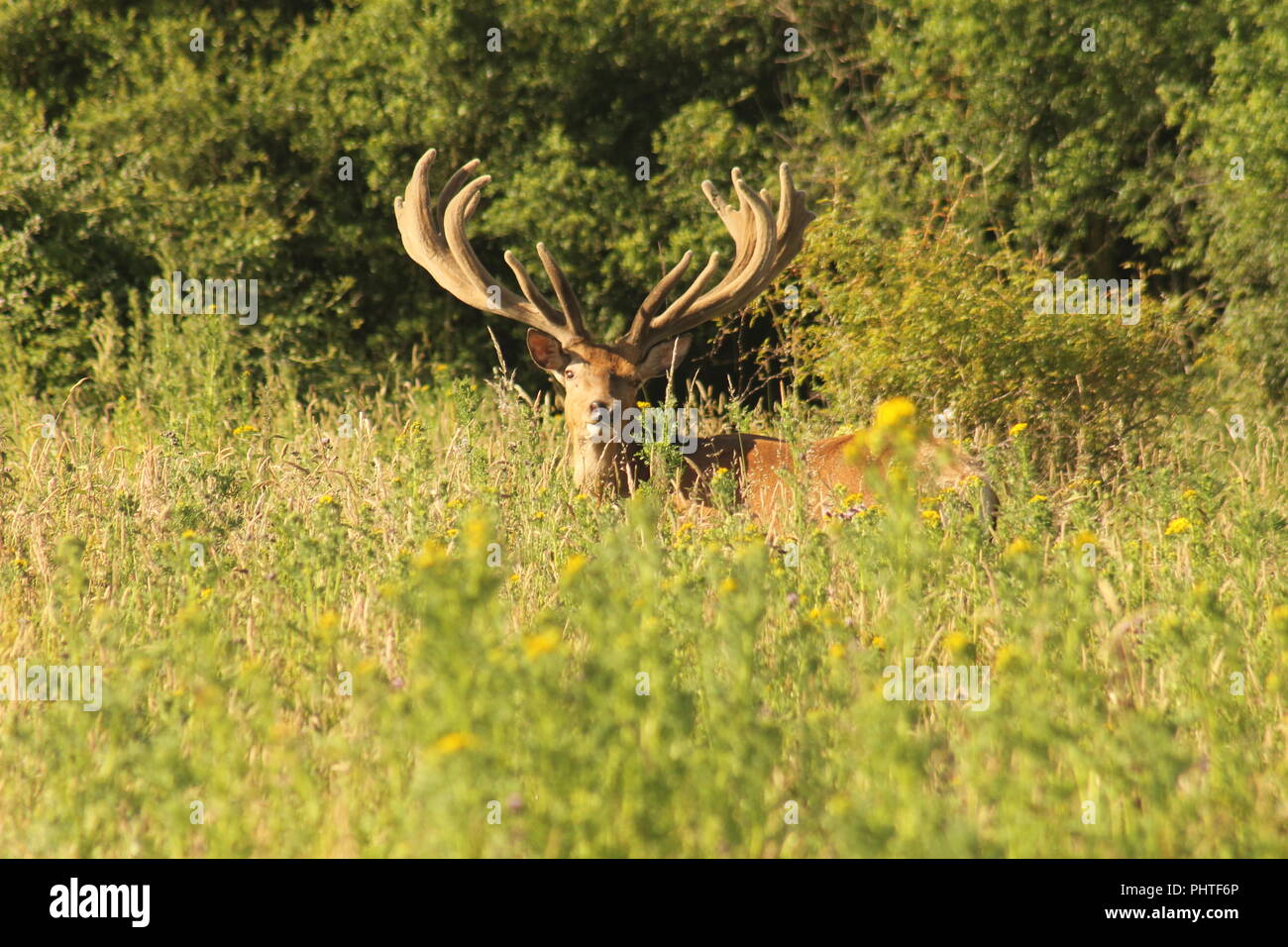 male red deer stag with large antlers looking at the camera standing in a wildlower meadow,. England, UK Stock Photo