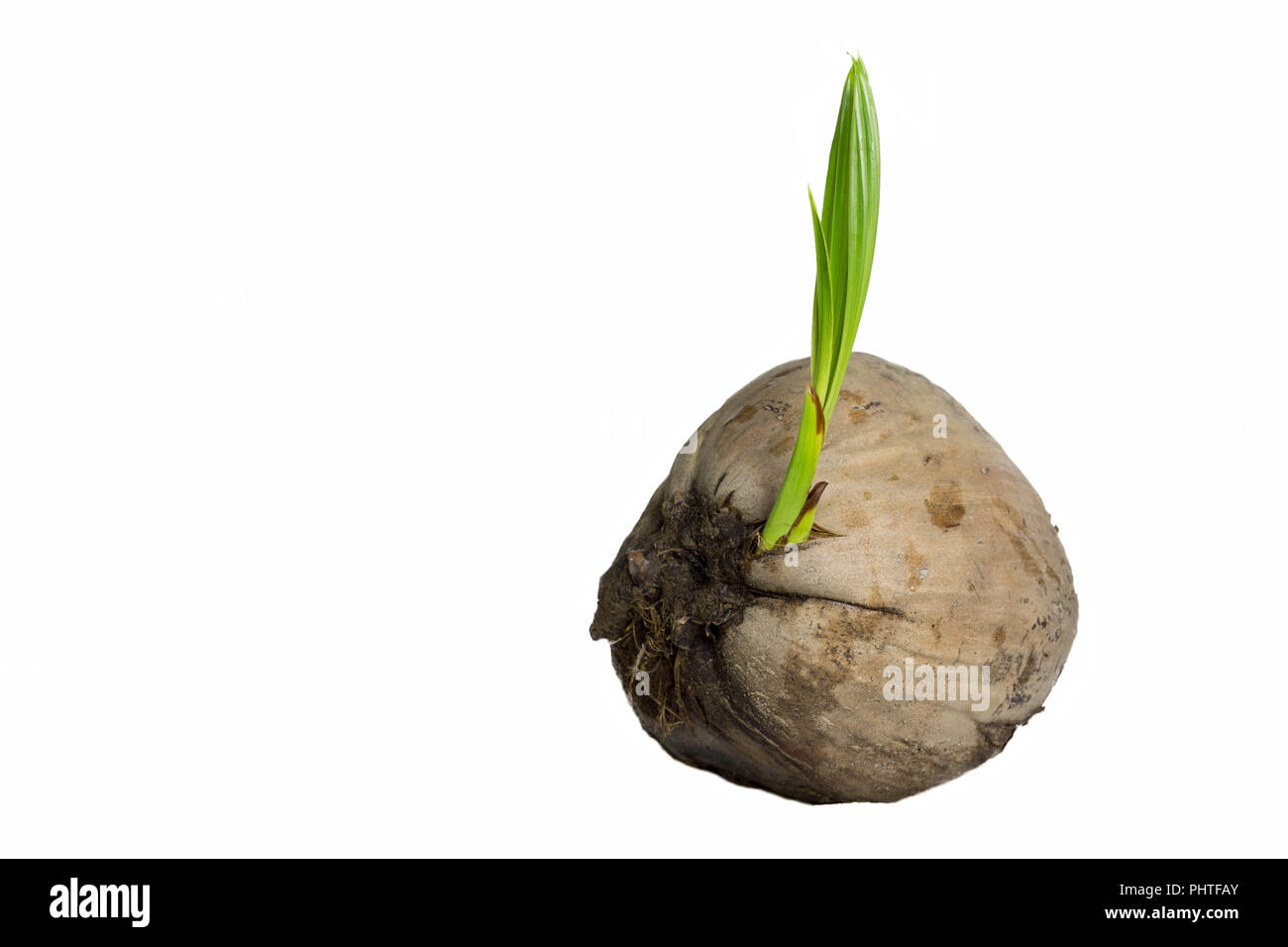 Path sand palm Cut Out Stock Images & Pictures - Alamy