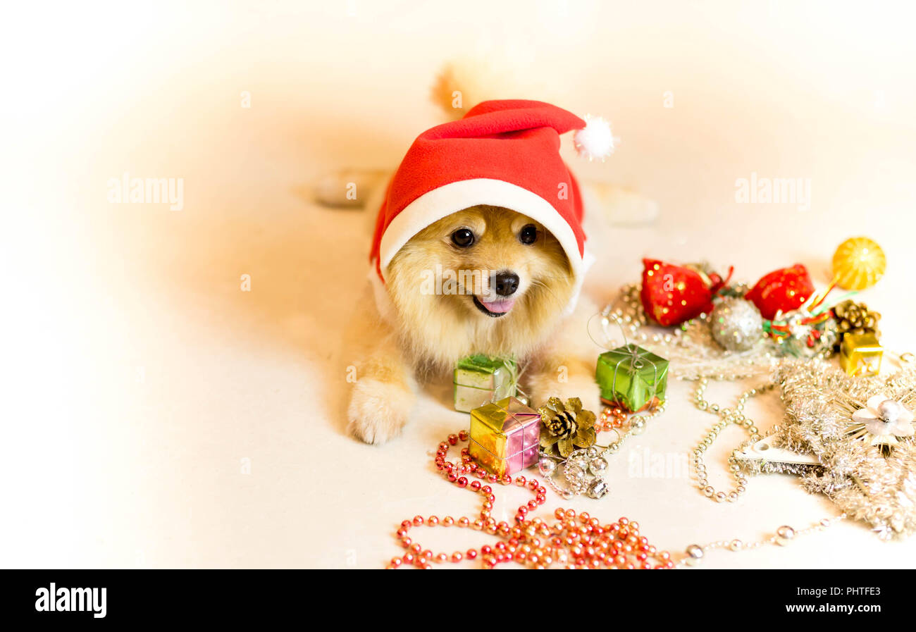 Focus on dogs eye , Dog wearing a santa hat Stock Photo - Alamy