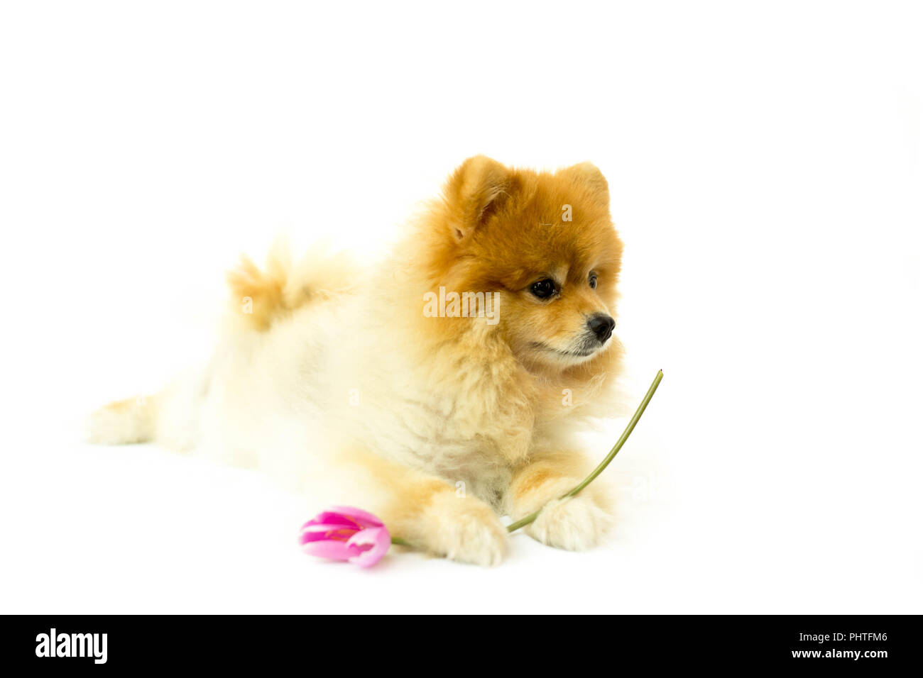Pomeranian dog holding a flower in isolated Stock Photo