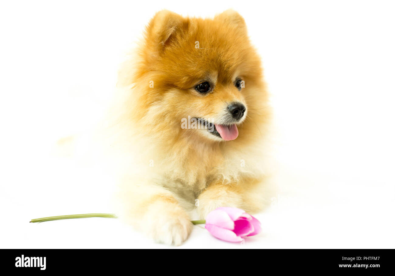 Pomeranian dog holding a flower in isolated Stock Photo