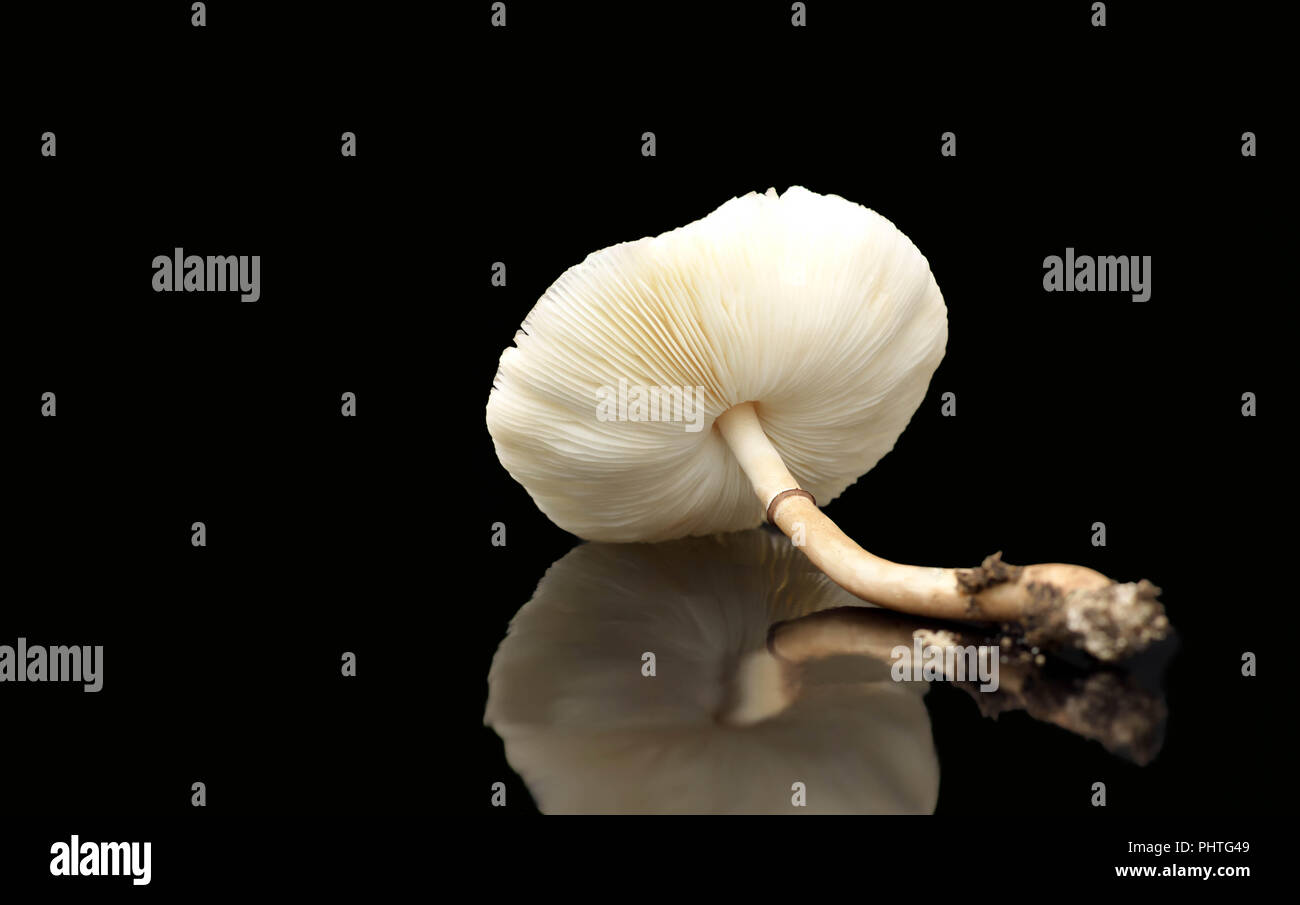 Raw mushrooms isolated on black background Stock Photo