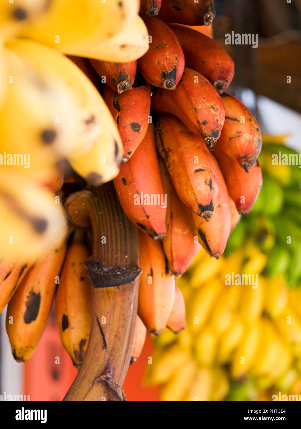 Vertical close up of lots of different types of banana in Sri Lanka. Stock Photo