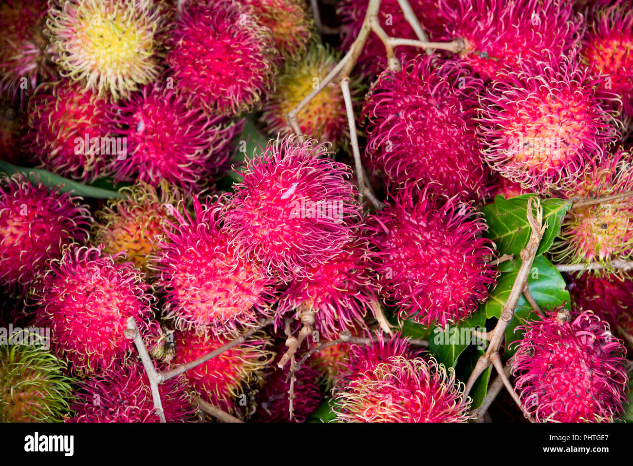 Horizontal close up of rambutans. Stock Photo