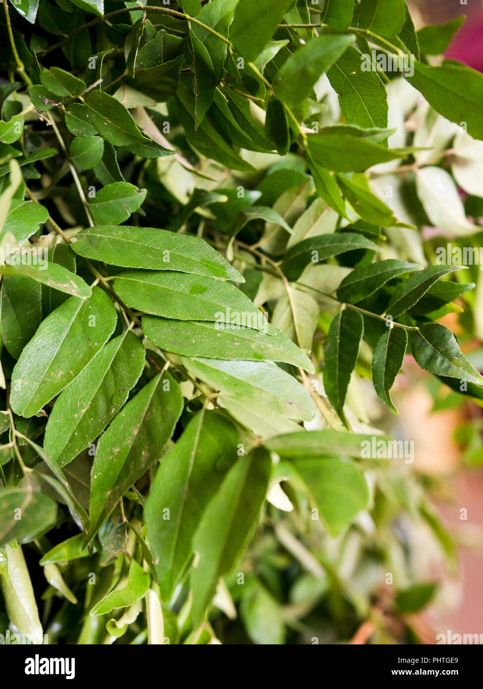 Vertical close up of curry leaves for sale in Sri Lanka Stock Photo Alamy