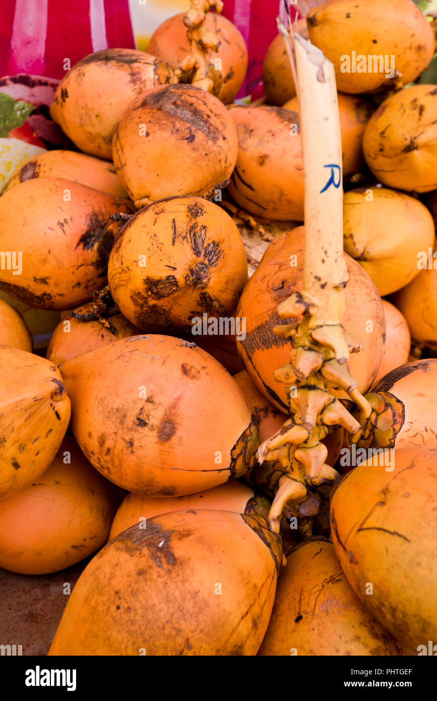 Vertical close up of King coconuts for sale in Sri Lanka. Stock Photo