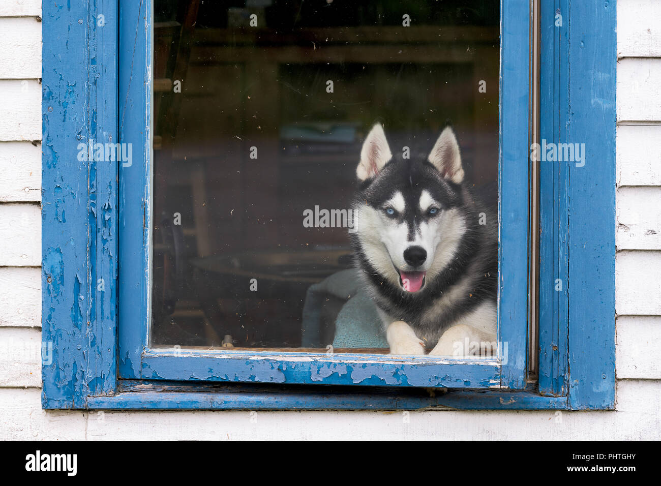 Are Alaskan Huskies Good House Dogs