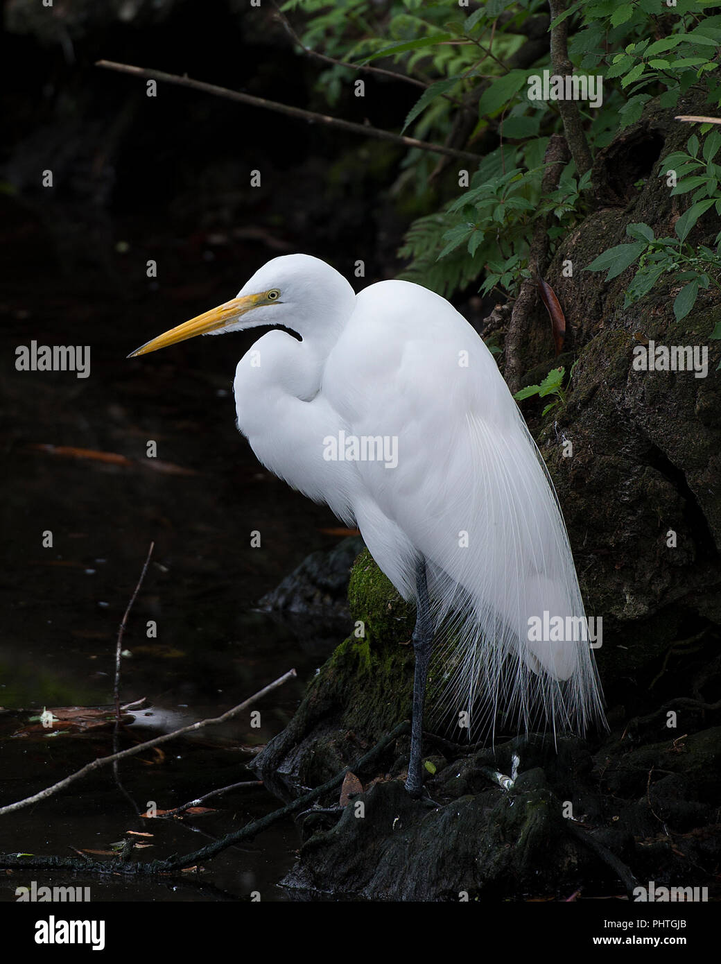 Great White Egret contrasting with background in a scenery. Stock Photo