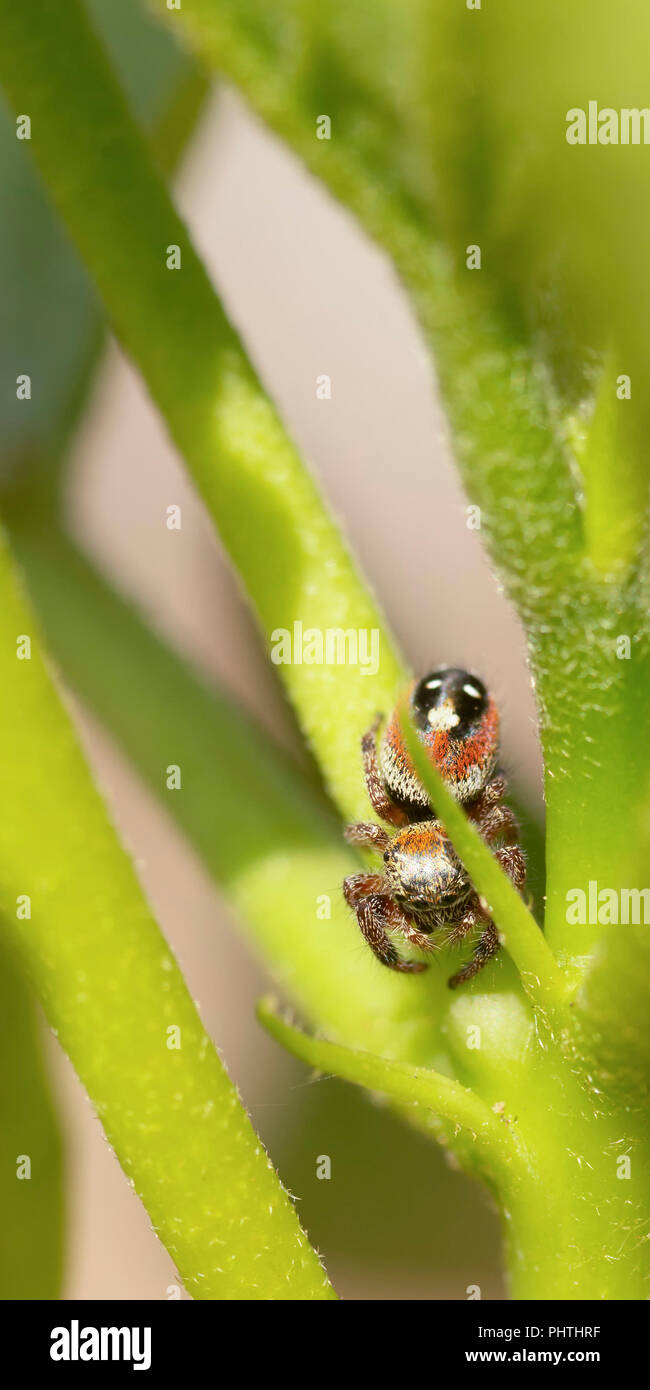 A Jumping Spider (Salticidae) patrols the garden to prey on tiny bugs. Stock Photo