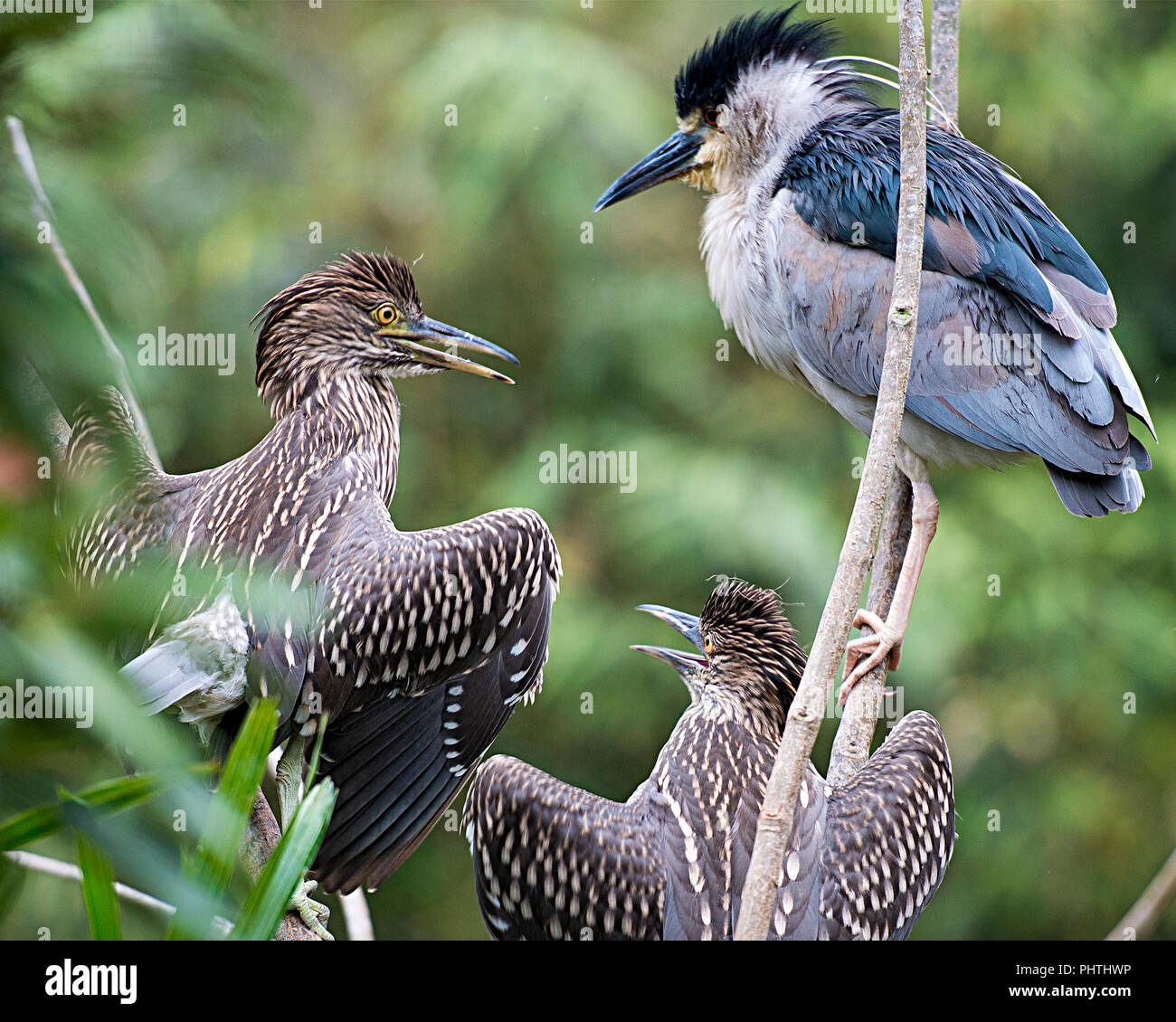 Black-Crowned Night-Heron mother and baby birds in its environment. Stock Photo