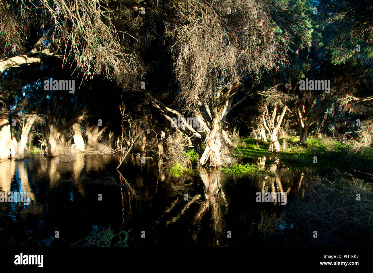 Swamp in Herdsman Lake - Perth - Australia Stock Photo