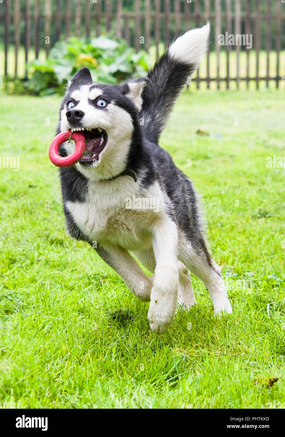Cute siberian husky puppy play toy on grass. Cute dog Stock Photo ...