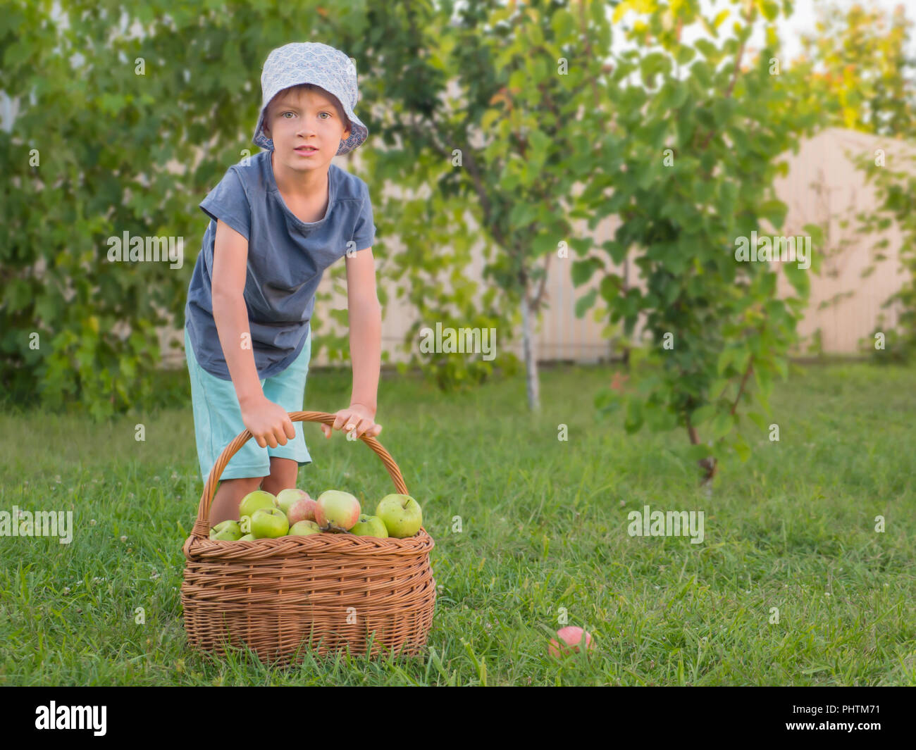 Cute boy helps parents to gather harvest. Fruit garden background with full basket of green apples. Stock Photo