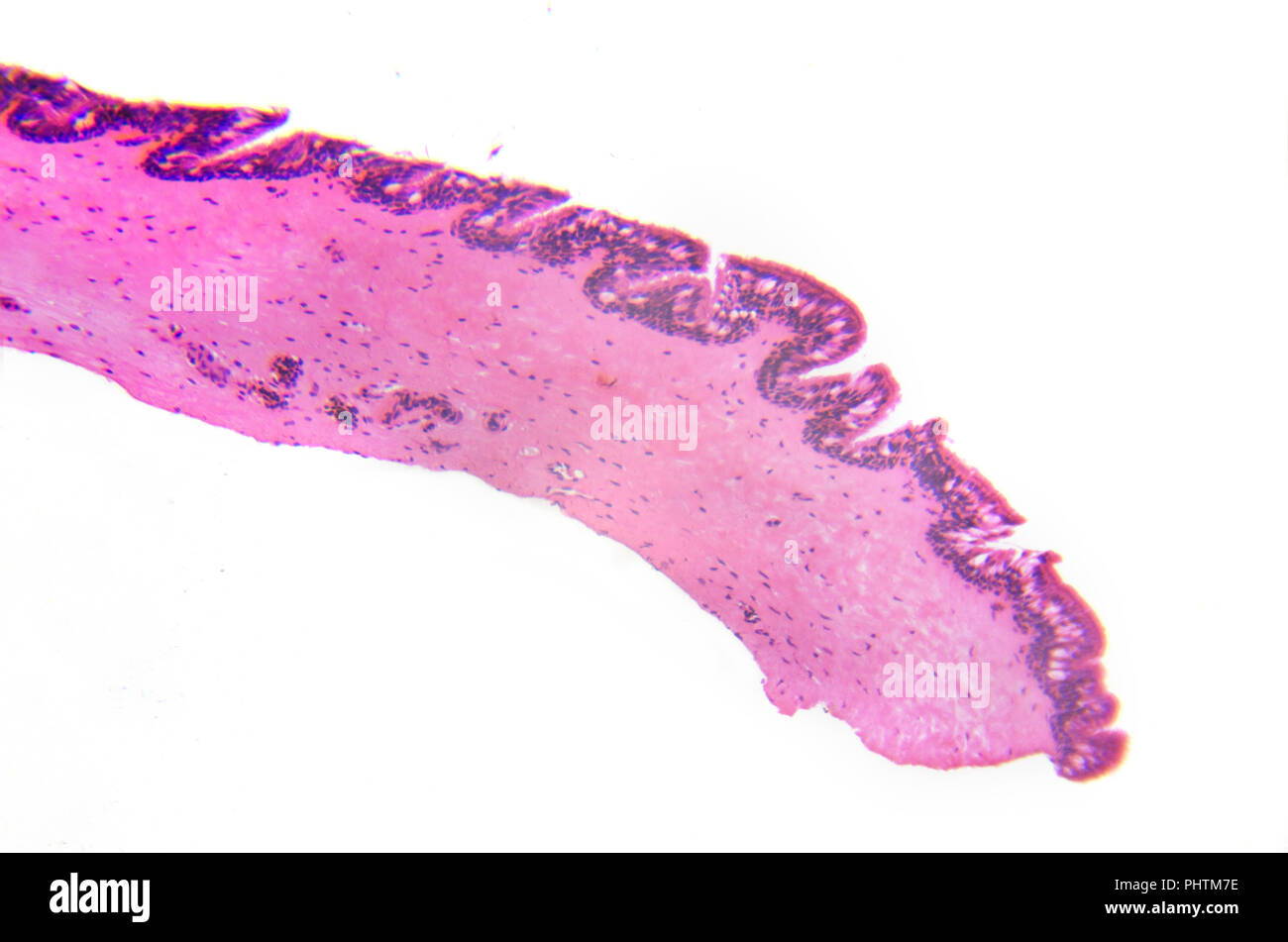 Micrograph. Cilliated ephitelium of gill. Transversal section. Stock Photo