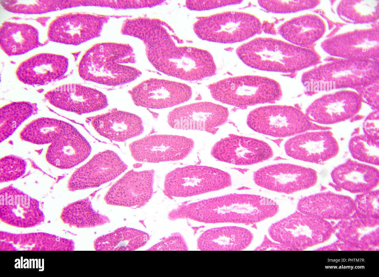 Microscopy photography. Testis, seminiferous tubules, cross section. Stock Photo
