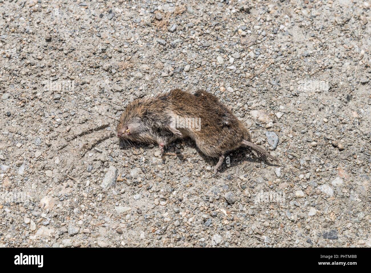 Dead mouse on a gravel road, Austria Stock Photo Alamy