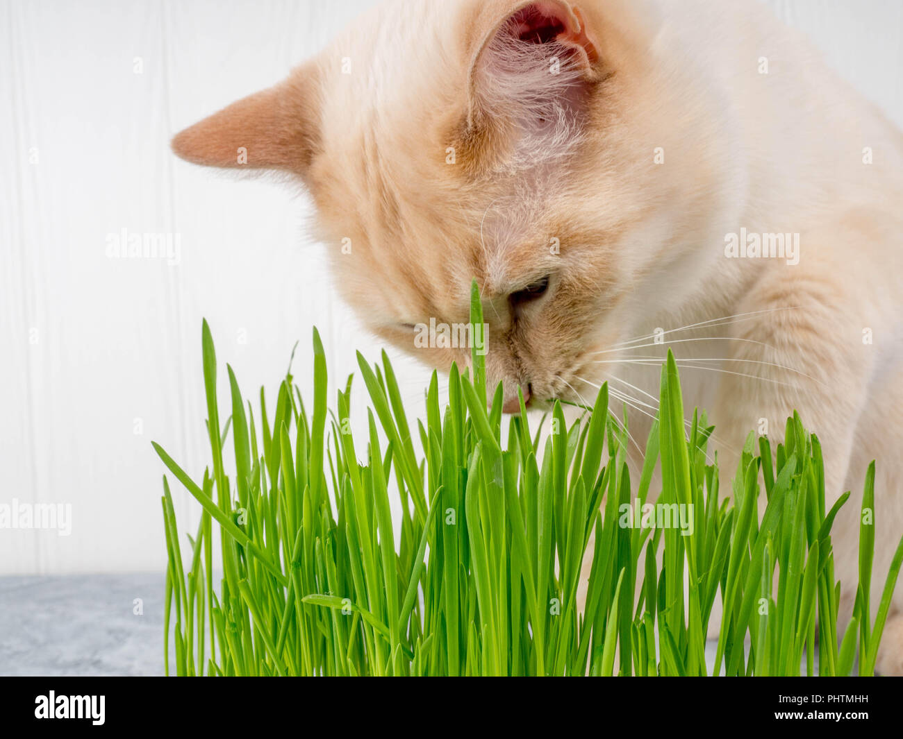 Cat is eating fresh green grass. Cat grass, pet grass. Natural hairball ...