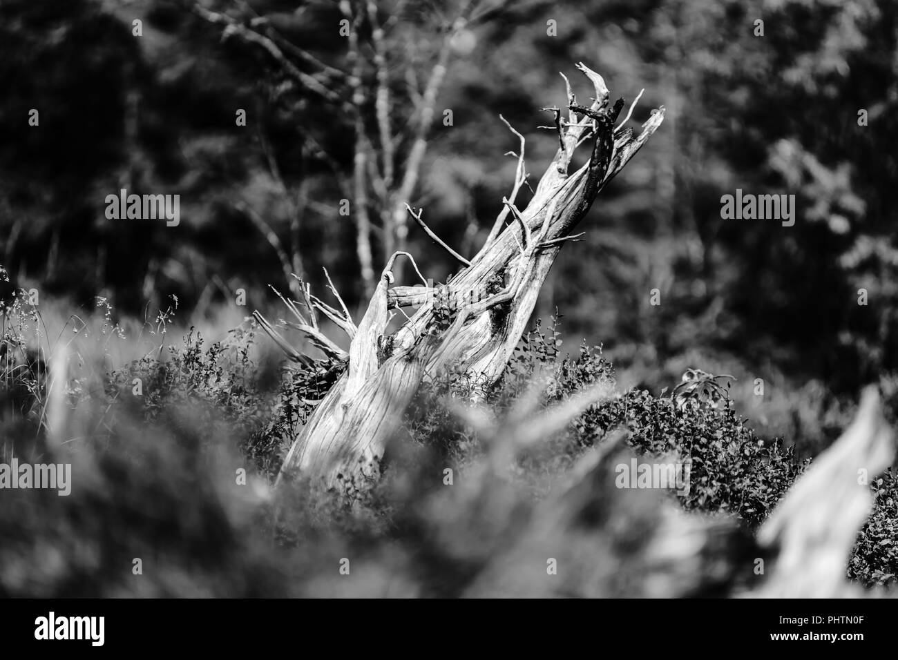 Tree roots underground Black and White Stock Photos & Images - Alamy