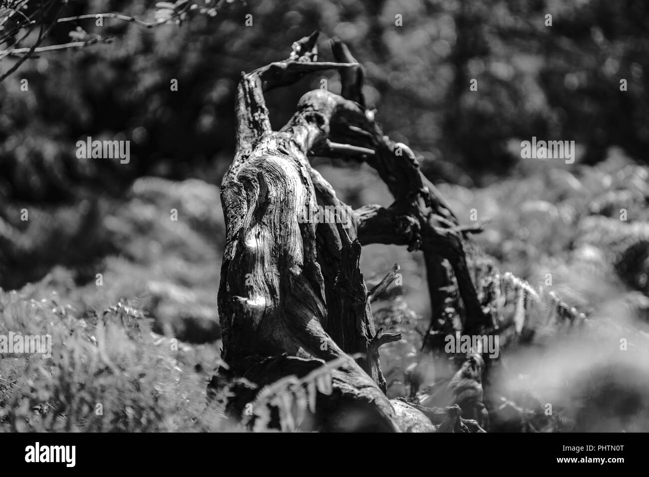 Tree roots underground Black and White Stock Photos & Images - Alamy