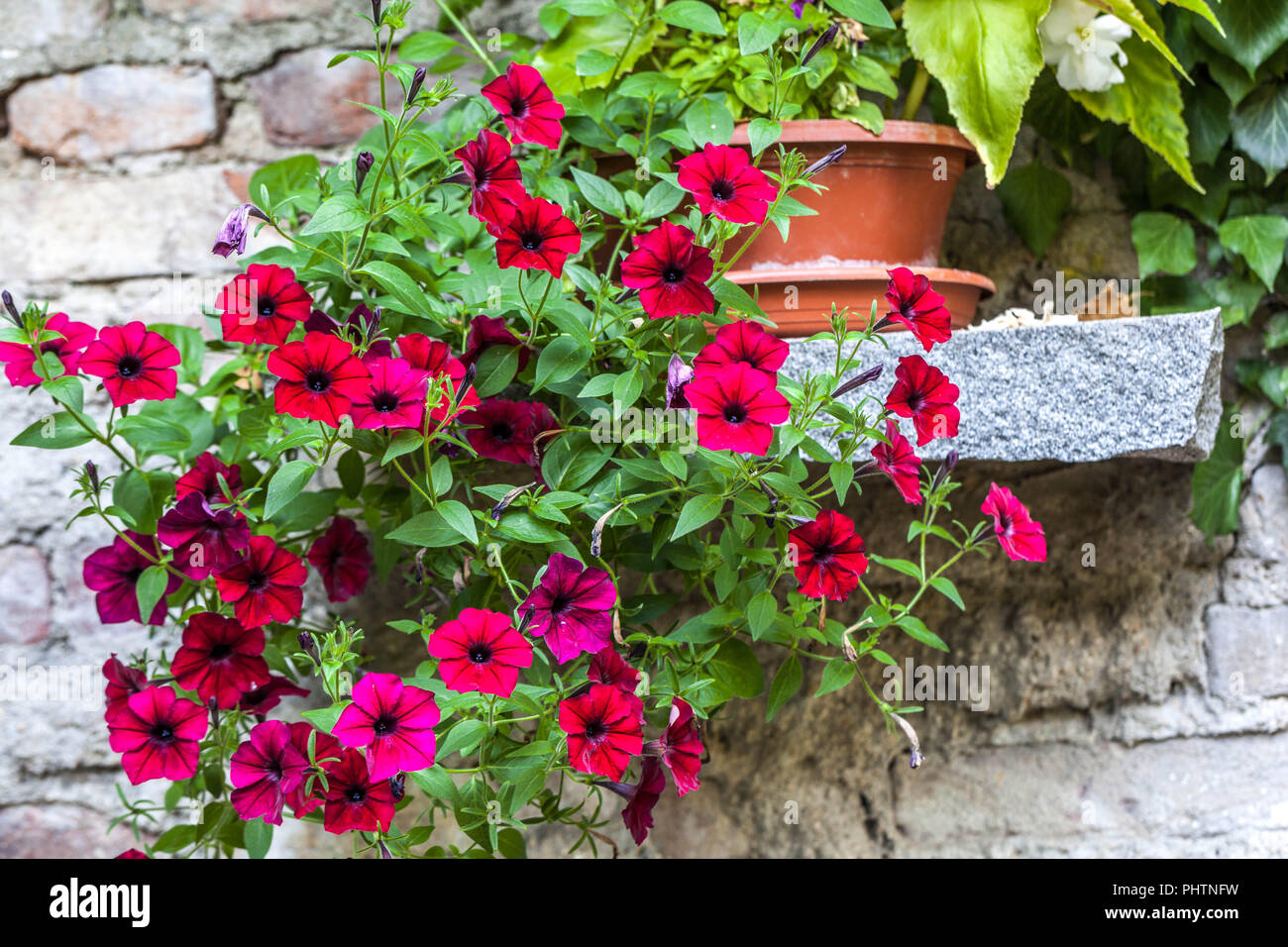 Red petunias, flowers in pot in stone wall Stock Photo