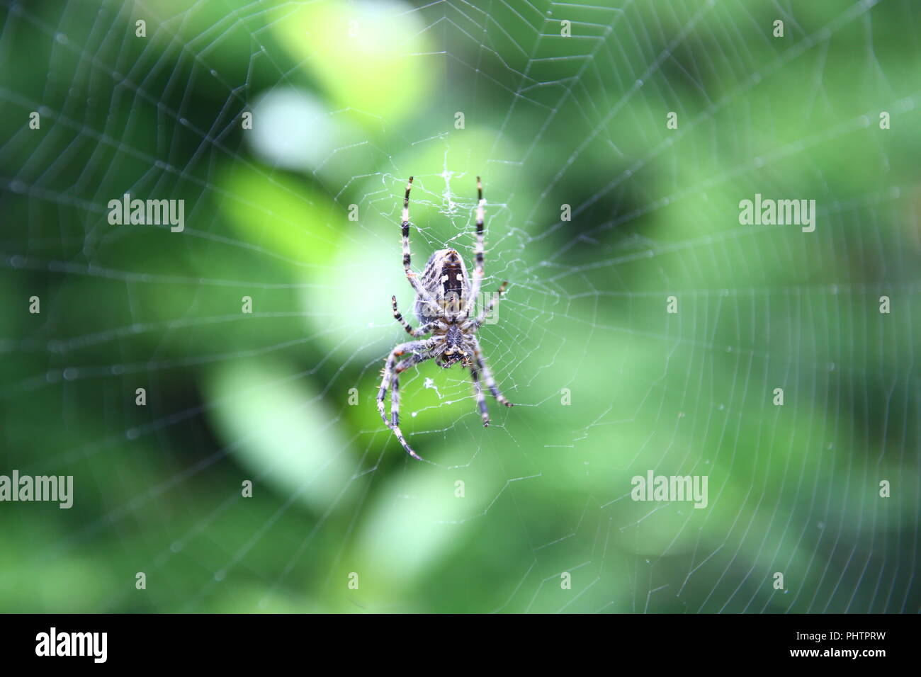Garden spider in a web Stock Photo - Alamy