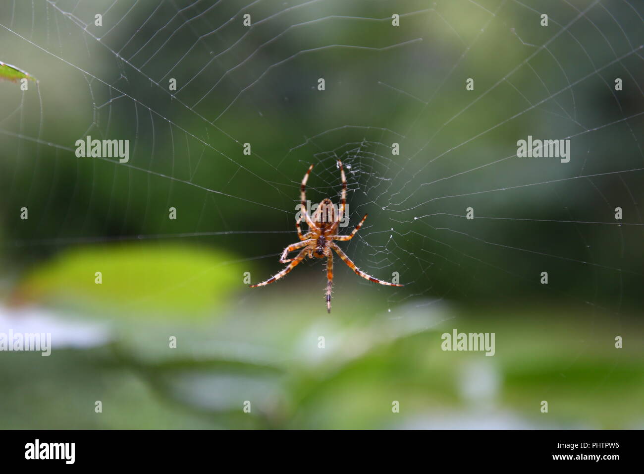Garden spider in a web Stock Photo - Alamy