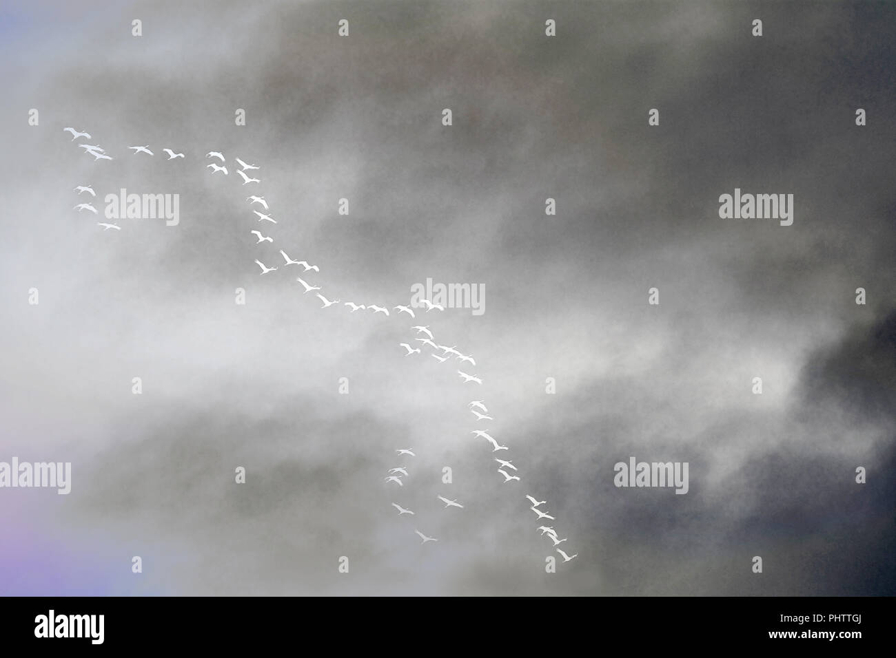 common cranes in flight formation, mourning concept, texture Stock Photo