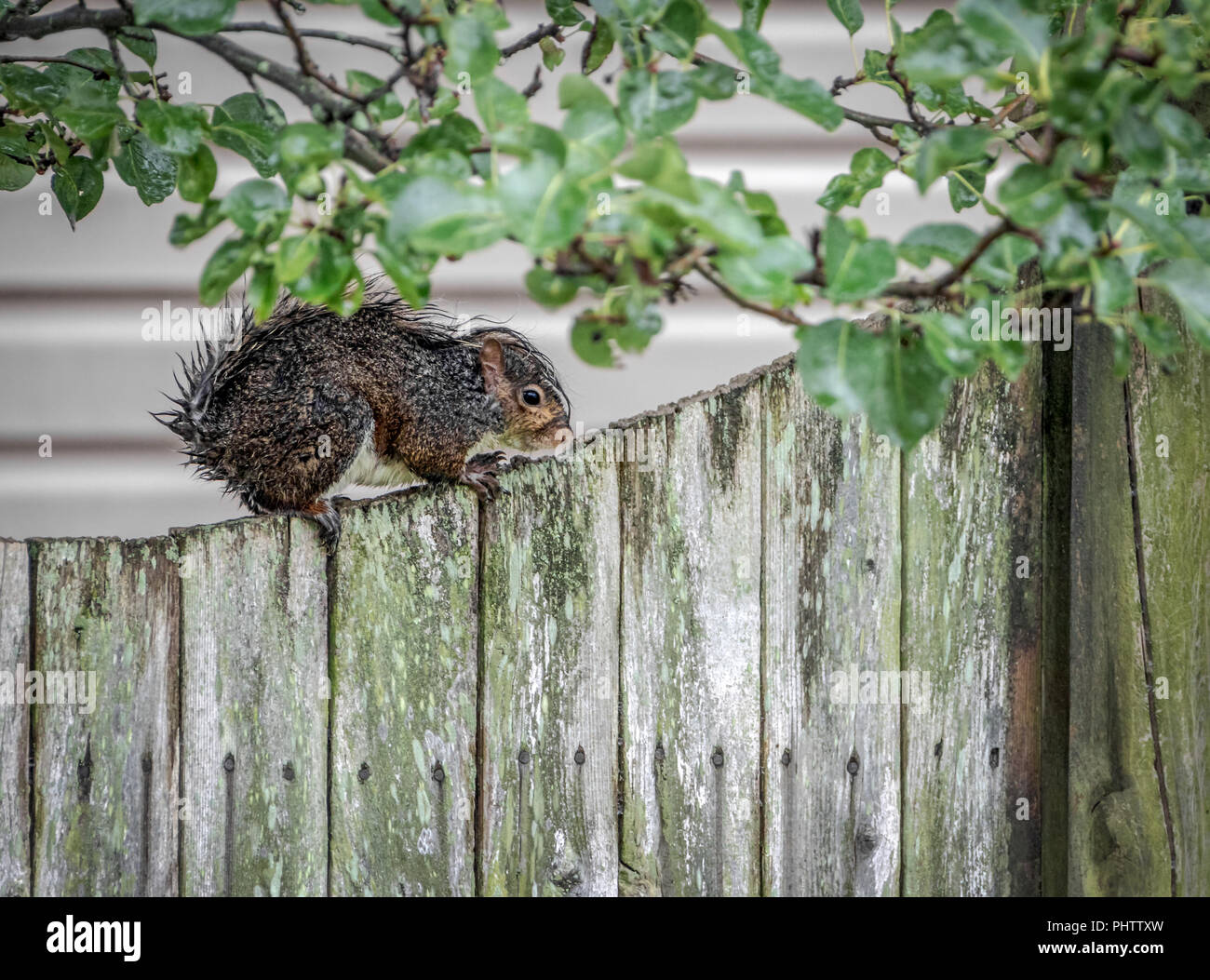 A Gray squirrel soaking wet from rain sitting unhappily on a fence trying to get dry. Stock Photo