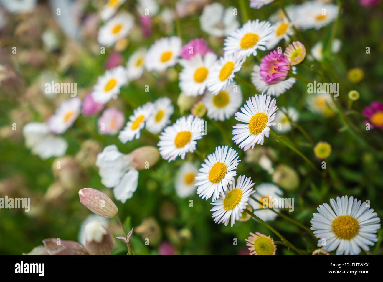 White and yellow daisies on a meadow Stock Photo