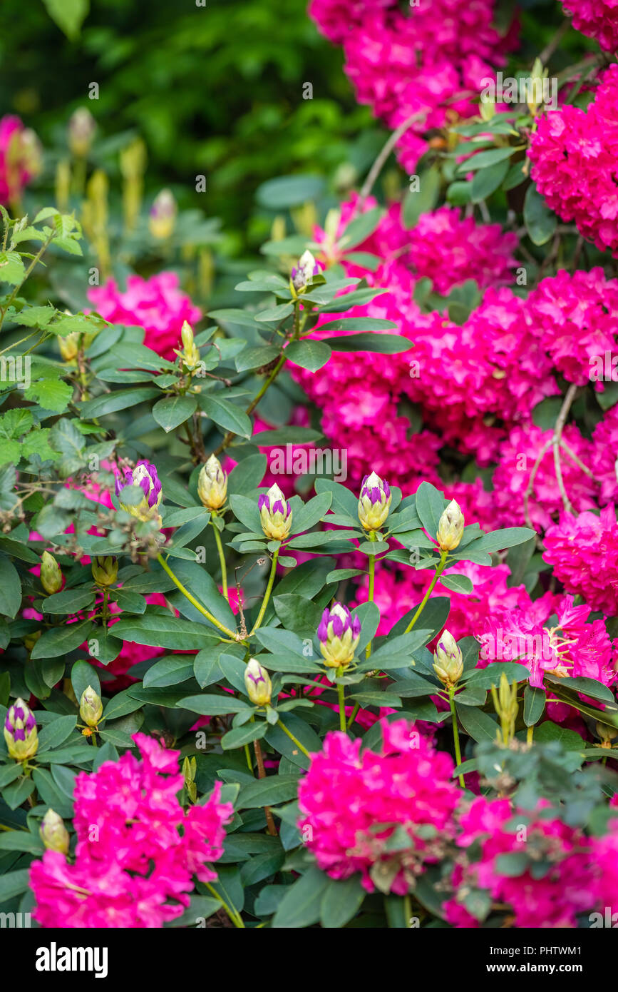 Beautiful summer flowers blooming hi-res stock photography and images ...