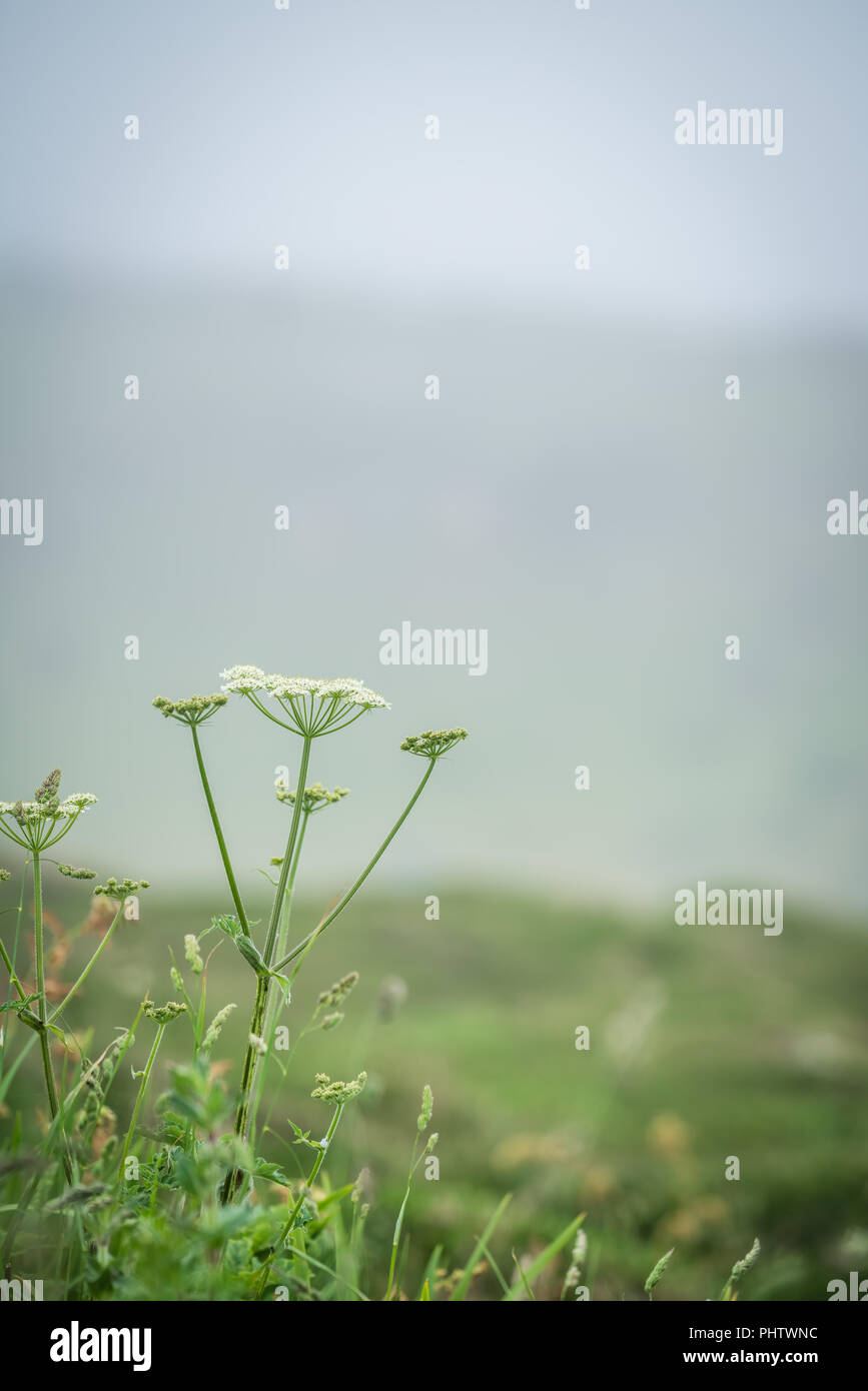 White wild flower hi-res stock photography and images - Alamy