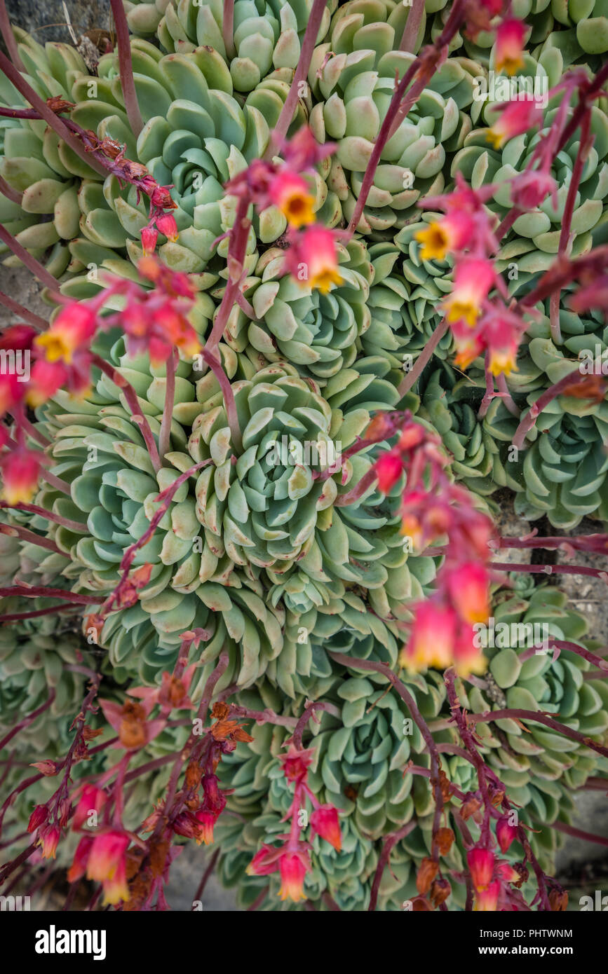 Closeup of an Aeonium succulent plant Stock Photo