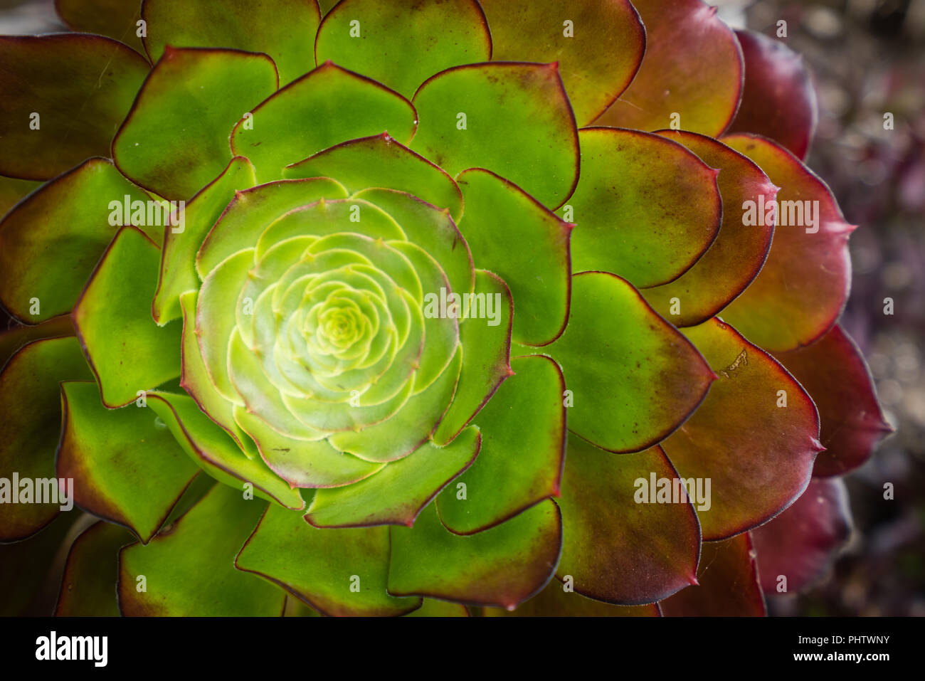 Closeup of an Aeonium succulent plant Stock Photo