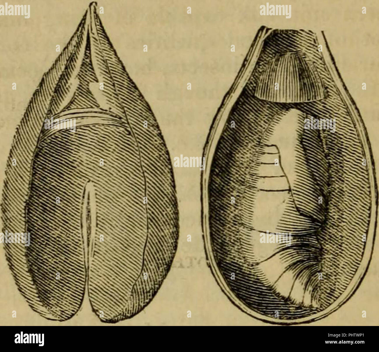"Insect architecture : to which are added, miscellanies, on the ravages ...