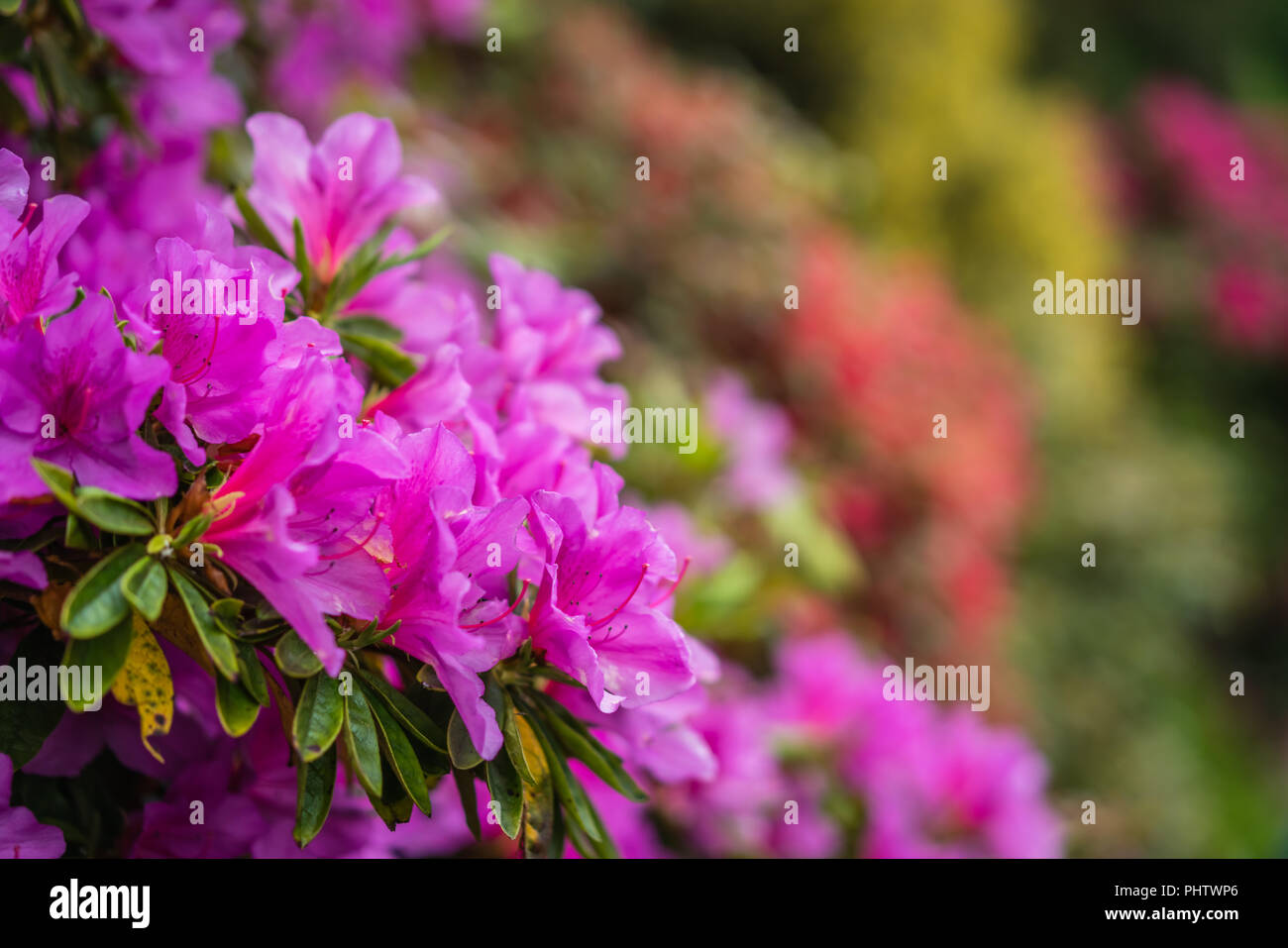 Beautiful blooming pink rhododendron flowers Stock Photo - Alamy