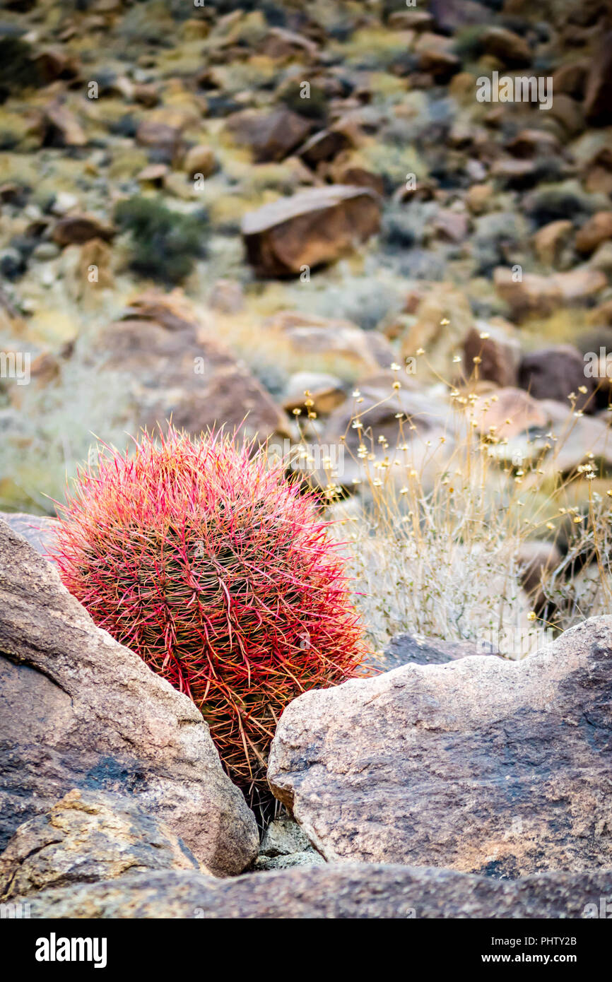 Red Barrel Cactus in Joshua Tree National Park Stock Photo - Alamy