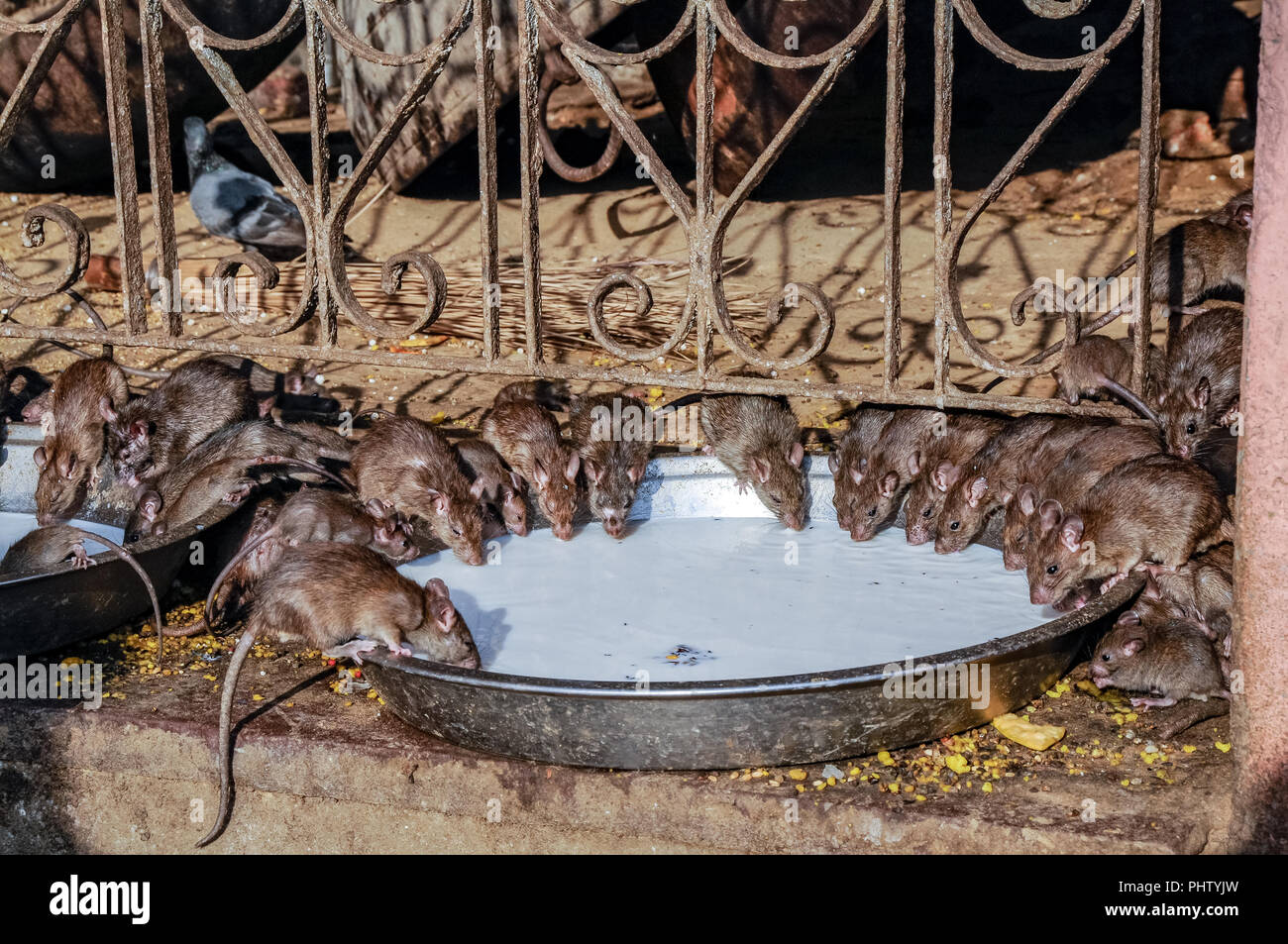 Sacred mice drink milk in Karni Mata Temple Stock Photo