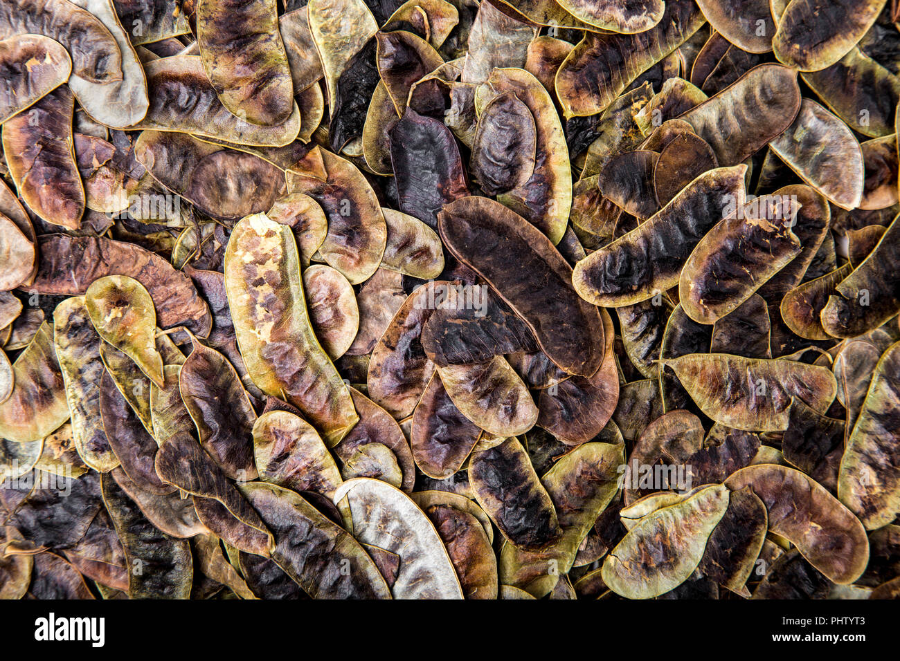 Dried Senna Pods (Cassia angustifolia) Stock Photo