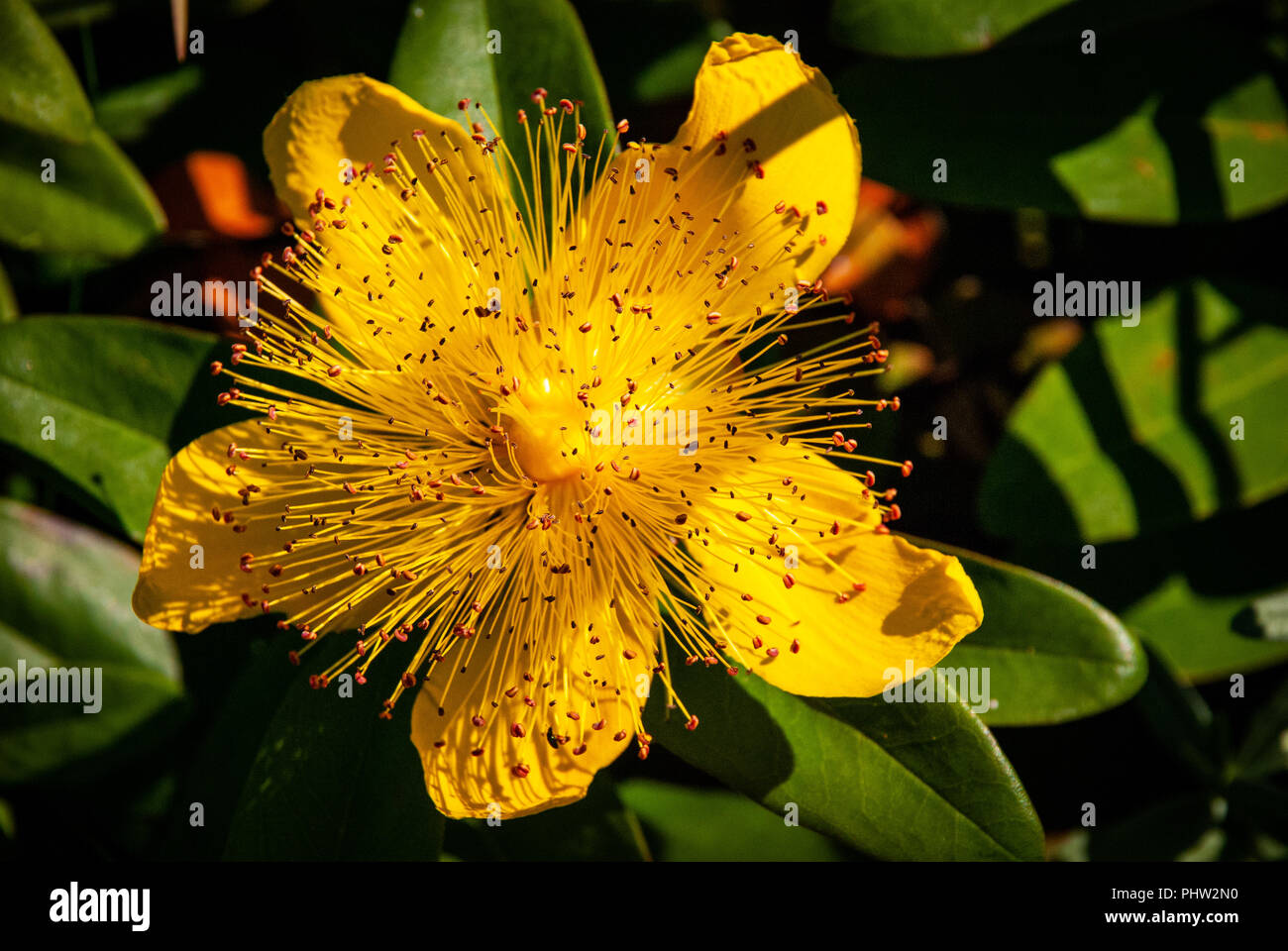 Sparkling flower hires stock photography and images Alamy