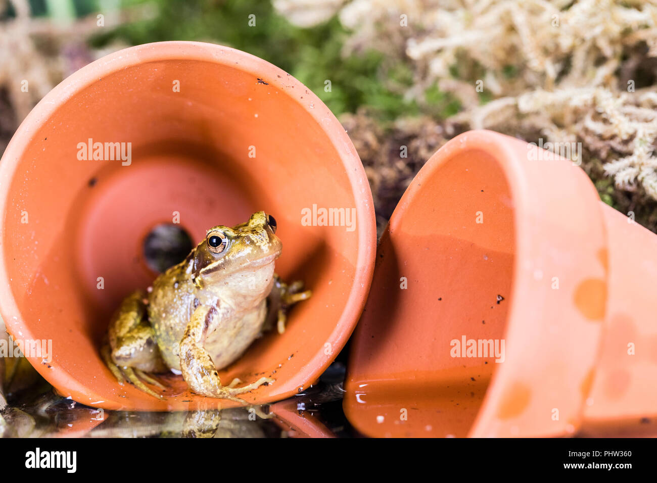 A common frog photographed in late summer/early autumn in mid Wales