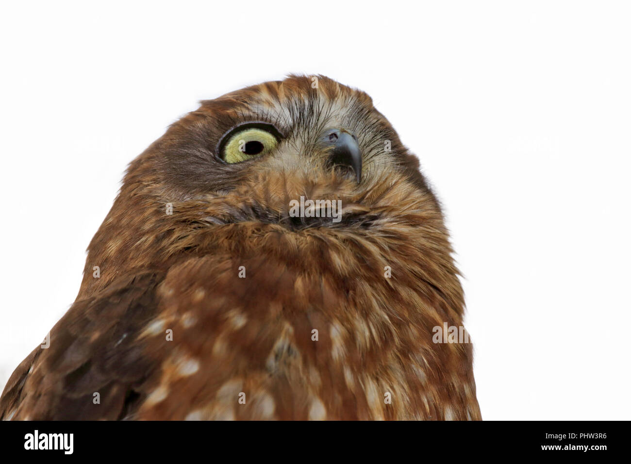 Boobook Owl (ninox novaeseelandiae) Stock Photo