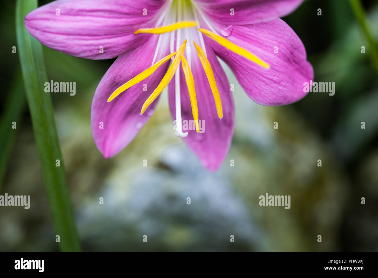 Zephyranthes rosea, commonly known as the Cuban zephyrlily, rosy rain lily, rose fairy lily, rose zephyr lily or the pink rain lily Stock Photo