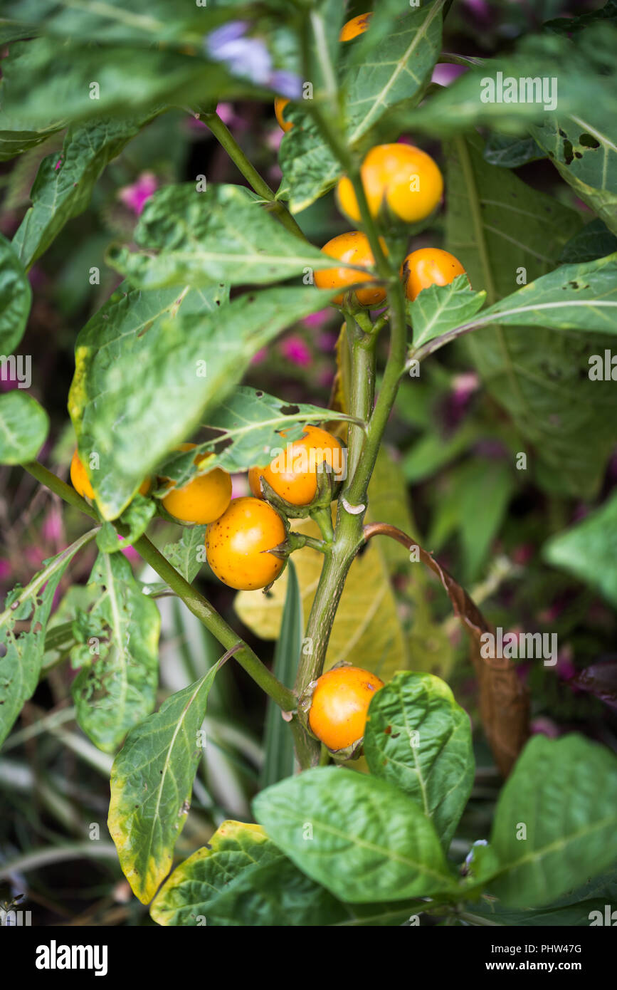 Close up of round yellow eggplants hanging with tree Stock Photo