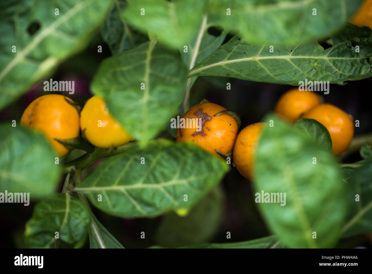 Close up of round yellow eggplants hanging with tree Stock Photo