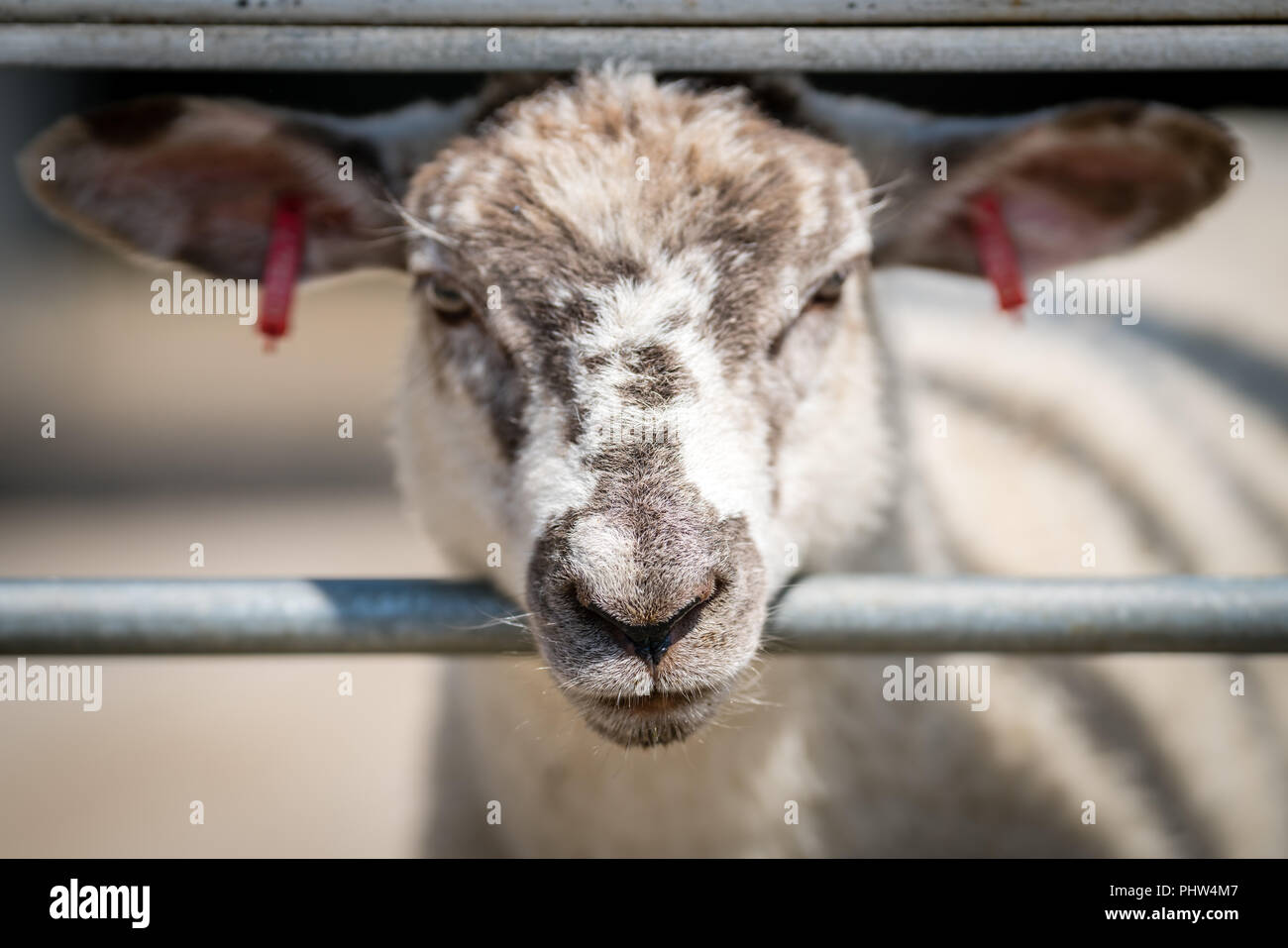 Sheep behind the fence on a farm Stock Photo