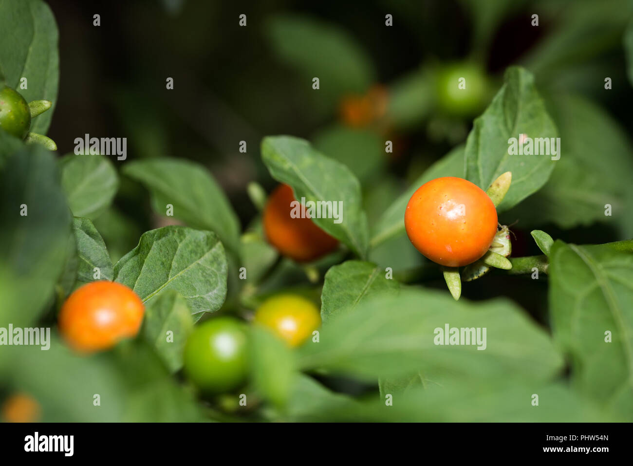 Close up of jerusalem cherry hires stock photography and images Alamy