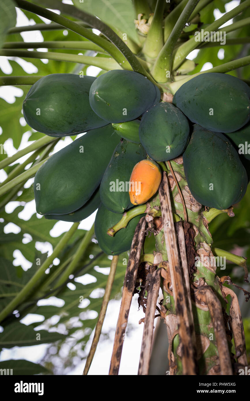close up of green unripe papayas hanging with tree Stock Photo