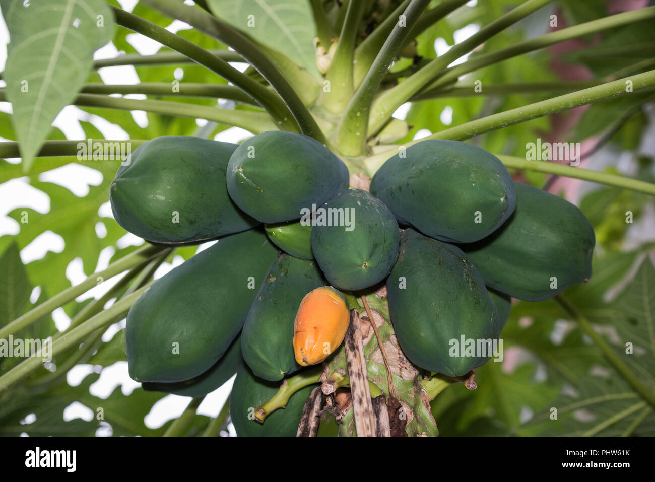close up of green unripe papayas hanging with tree Stock Photo